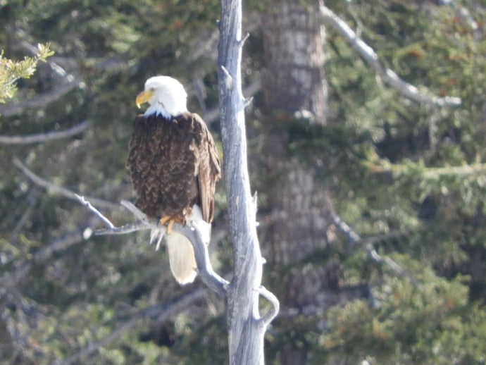 And just like that I had another wildlife encounter